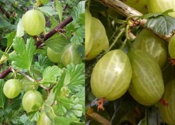 Ribes uva-crispa Invicta / Egres köszméte Invicta
